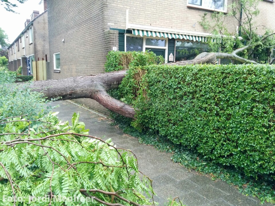 Grote boom rakelings langs huis aan de Biezen