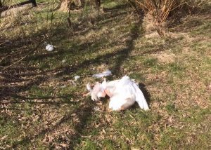 Politie zoekt eigenaar van hond die zwaan dood beet in Riederpark