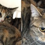 Katten gedumpt in Park Buitenoord: "Meisjes troffen dieren aan in reismand"