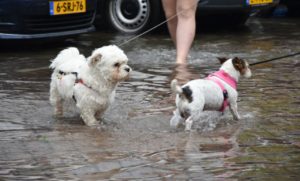 Hondjes in het water (onderwater gelopen straat)