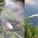 Dode vissen en stankoverlast na defect aan rioolgemaal Molenvliet: Rioolwater in de sloot