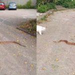 Boa constrictor kronkelt over straat aan de Kempenaar, wie wist zijn slang?