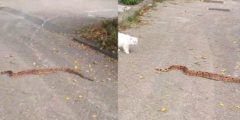 Boa constrictor kronkelt over straat aan de Kempenaar, wie wist zijn slang?