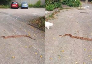 Boa constrictor kronkelt over straat aan de Kempenaar, wie wist zijn slang?