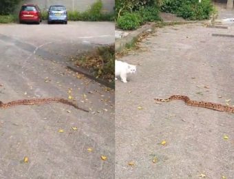 Boa constrictor kronkelt over straat aan de Kempenaar, wie wist zijn slang?