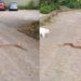 Boa constrictor kronkelt over straat aan de Kempenaar, wie wist zijn slang?