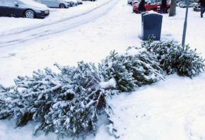 Kerstboominzameling uitgesteld naar woensdag 14 januari: €0,50 per boom
