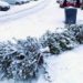Kerstboominzameling uitgesteld naar woensdag 14 januari: €0,50 per boom