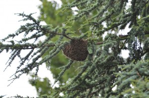 Brandweer helpt bij weghalen van 20.000 bijen uit boom Middeldijk in Barendrecht