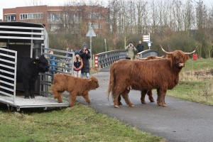 Nieuwe kudde Schotse Hooglanders losgelaten in natuurgebied Koedood, Rhoon