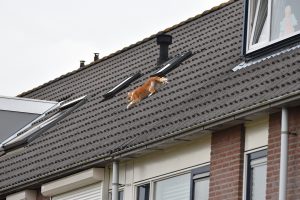 Kat valt van dak in de Polkastraat, heeft nog 8 levens over