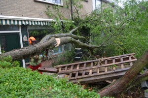 Omgewaaide boom veroorzaakt schade aan woningen Biezen, Barendrecht
