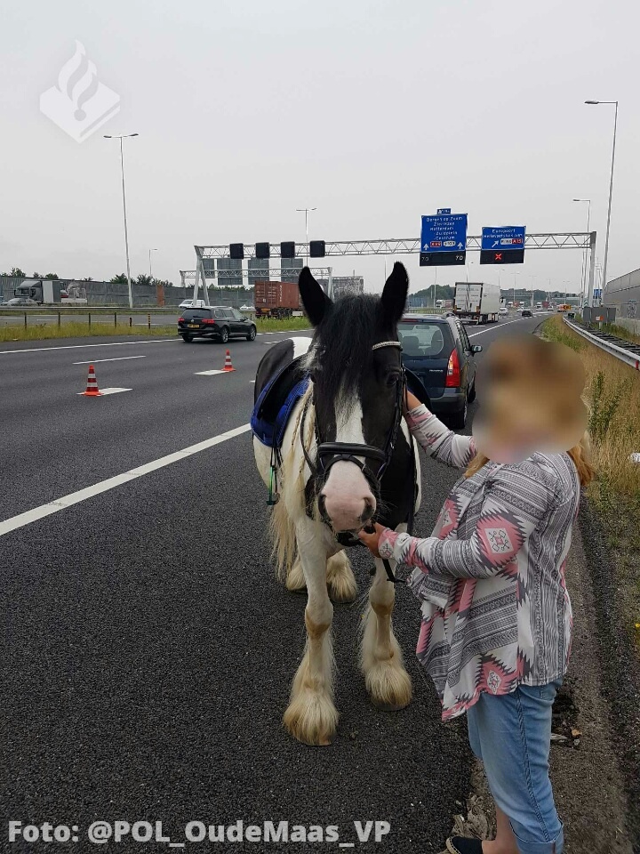 Paarden op de A15 bij Barendrecht zorgen voor file, de dieren zijn inmiddels veilig van de weg gehaald