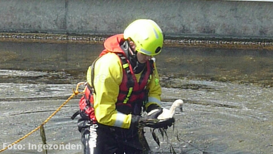 Verzwakt zwaantje gered van de hitte aan de Breslau, brandweer heeft het dier overgedragen aan de dierenambulance