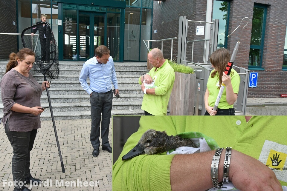 Gewond zwaantje uit de sloot gered door dierenambulance bij de Rabobank aan de Kopenhagen