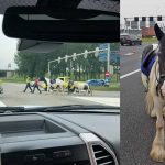 Crossmotor geeft extra gas, ruiter van paard geworpen, paarden rennen snelweg A15 op