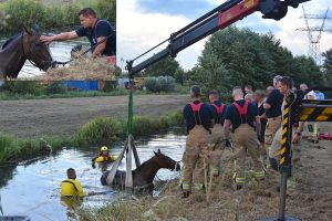 Paard met brandweerkraan uit sloot van Kooiwalbos gered