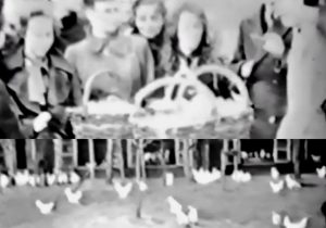 Video uit 1939: Kippen en eieren in Barendrecht