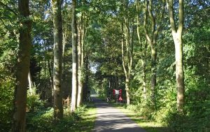 Natuurvereniging IJsselmonde vreest grootschalige bomenkap langs de Oude Maas
