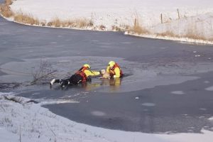 Hond zakt door ijs in Zuidpolder, eigenaar erachteraan: Brandweer met spoed gealarmeerd