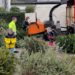 Hard werken bij kerstboominzameling in Barendrecht: 50 eurocent per kerstboom