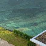 Blauwalg in Gaatkensplas en Koedoodseplas: Waterschap spoelt plassen door met vers water