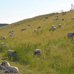 Stoppen met begrazing door schapen? Misverstand! Schapen mogen toch blijven