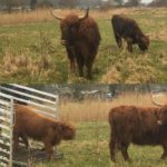 Nieuwe kudde Schotse Hooglanders uitgezet in de Zuidpolder