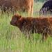Nieuw kalfje bij kudde Schotse Hooglanders in de Zuidpolder