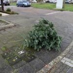 Geen kerstboominzameling: Kerstboom begin januari gewoon langs de weg zetten