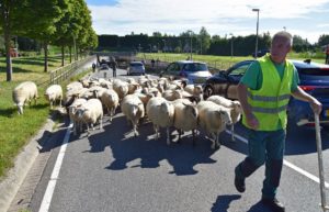 Hongerige schapen onderweg naar station Barendrecht