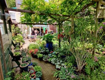 Zaterdag 24 juni: Open Tuinen dag Barendrecht