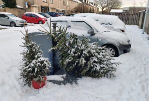 Kerstboominzameling dit jaar geannuleerd, extreem druk bij de buitendiensten