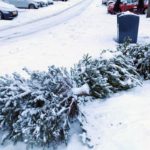 Kerstboominzameling uitgesteld naar woensdag 14 januari: €0,50 per boom