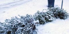 Kerstboominzameling uitgesteld naar woensdag 14 januari: €0,50 per boom