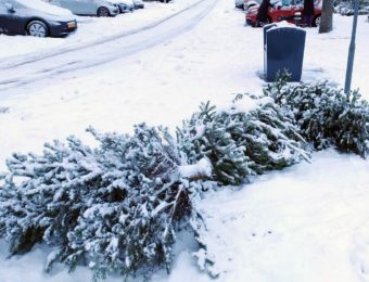 Kerstboominzameling uitgesteld naar woensdag 14 januari: €0,50 per boom