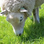 Grazend schaap in het gras