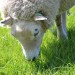 Grazend schaap in het gras