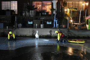 Brandweer haalt zwaan van ijs aan Touwslagerij om visdraad van lichaam te halen