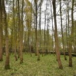 Archieffoto: Bomen in Park Buitenoord