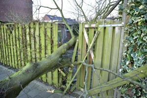 Stevige boom valt dwars door schutting aan de Ratelaar in Barendrecht