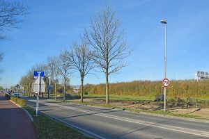 GroenLinks stelt vragen ver het kappen van 50 bomen langs Dierensteinweg