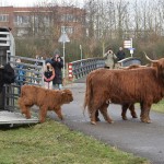 Nieuwe kudde Schotse Hooglanders losgelaten in natuurgebied Koedood, Rhoon