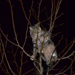 Brandweer helpt bange kat twee keer uit boom aan de Mahoniehout in Barendrecht