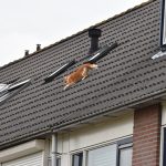 Kat valt van dak in de Polkastraat, heeft nog 8 levens over