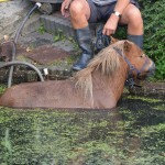 Pony in de sloot aan de Voordijk in Barendrecht