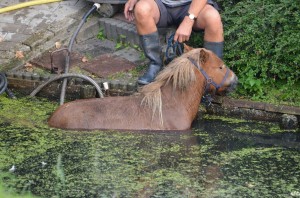 Pony in de sloot aan de Voordijk in Barendrecht