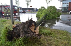 Storm: Omgewaaide bomen blokkeren Middelweg in Barendrecht