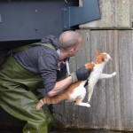 Brandweer helpt kat onder brug vandaan aan het Kreeftwater in Barendrecht (Carnisselande)