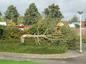Stormschade Barendrecht: Voornamelijk bomen het slachtoffer